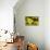 Clouded yellow butterfly perched on Ragwort flower, UK-Andy Sands-Premier Image Canvas displayed on a wall