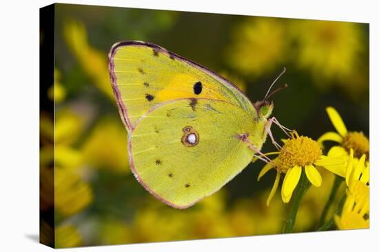 Clouded yellow butterfly perched on Ragwort flower, UK-Andy Sands-Premier Image Canvas