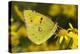 Clouded yellow butterfly perched on Ragwort flower, UK-Andy Sands-Premier Image Canvas