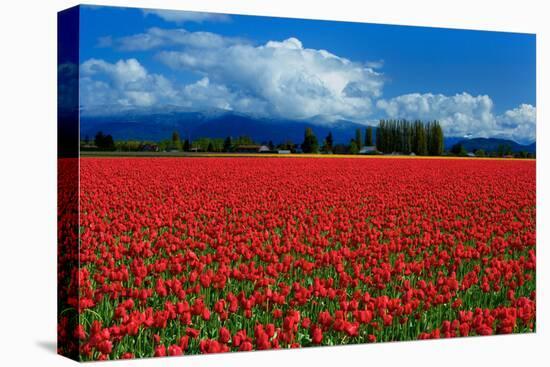 Clouds and Tulips-Howard Ruby-Premier Image Canvas