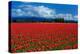 Clouds and Tulips-Howard Ruby-Premier Image Canvas