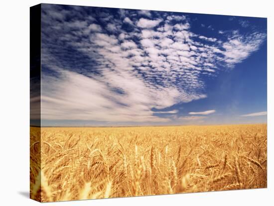 Clouds over Wheat Field Agriculture-Stuart Westmorland-Premier Image Canvas