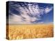 Clouds over Wheat Field Agriculture-Stuart Westmorland-Premier Image Canvas