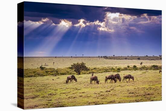 Clouds with sun rays streaming down on Masai Mara in Kenya, Africa. Wildebeest in foreground.-Larry Richardson-Premier Image Canvas