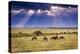 Clouds with sun rays streaming down on Masai Mara in Kenya, Africa. Wildebeest in foreground.-Larry Richardson-Premier Image Canvas