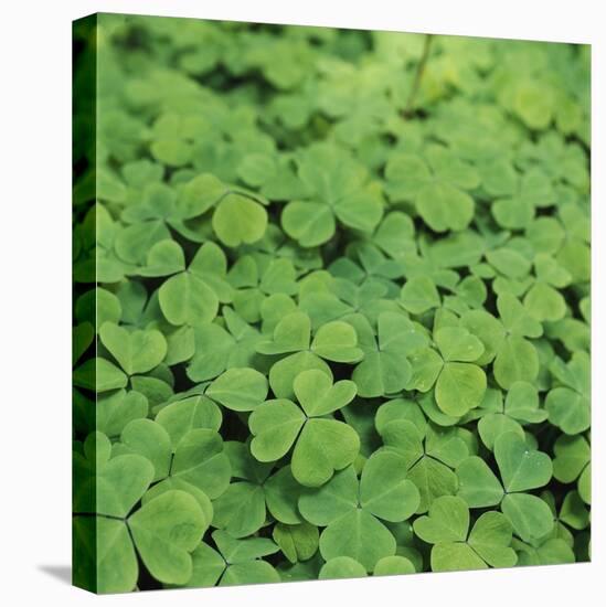 Clover-Micha Pawlitzki-Premier Image Canvas