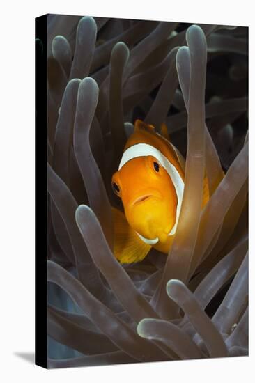 Clown Anemonefish (Amphiprion Ocellaris), Raja Ampat, West Papua, Indonesia-Reinhard Dirscherl-Premier Image Canvas