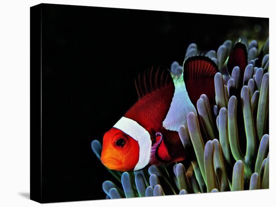 Clown Fish (Amphiprion Ocellaris)-Andrea Ferrari-Premier Image Canvas