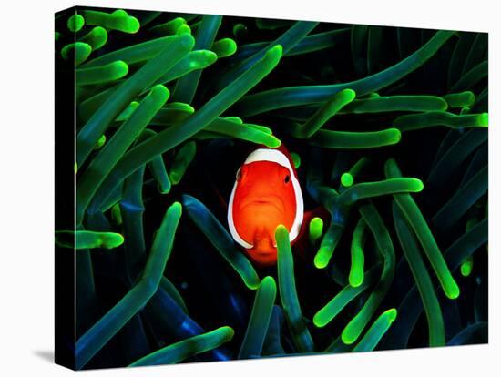 Clown Fish (Amphiprion Ocellaris)-Andrea Ferrari-Premier Image Canvas