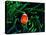 Clown Fish (Amphiprion Ocellaris)-Andrea Ferrari-Premier Image Canvas