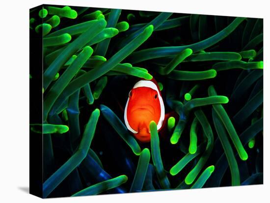 Clown Fish (Amphiprion Ocellaris)-Andrea Ferrari-Premier Image Canvas