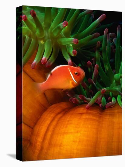 Clown Fish & Anemone, Truk Lagoon-Mike Mesgleski-Premier Image Canvas