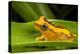 Clown frog (Dendropsophus leucophyllatus), Villa Carmen Biological Station, Peru-Emanuele Biggi-Premier Image Canvas