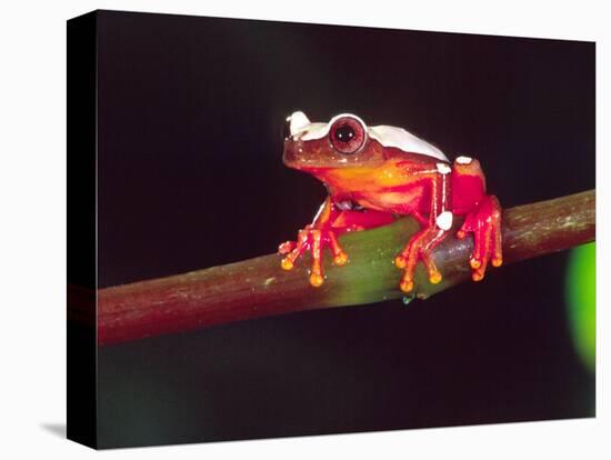 Clown Tree Frog, Native to Surinam, South America-David Northcott-Premier Image Canvas