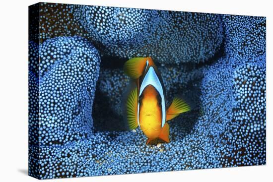 Clownfish In Blue Anemone-Barathieu Gabriel-Stretched Canvas