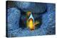 Clownfish In Blue Anemone-Barathieu Gabriel-Stretched Canvas