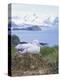 Clsoe-Up of a Wandering Albatross on Nest, Prion Island, South Georgia, Atlantic-Geoff Renner-Premier Image Canvas