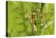 Clubtail Dragonfly on Plant-Harald Kroiss-Premier Image Canvas