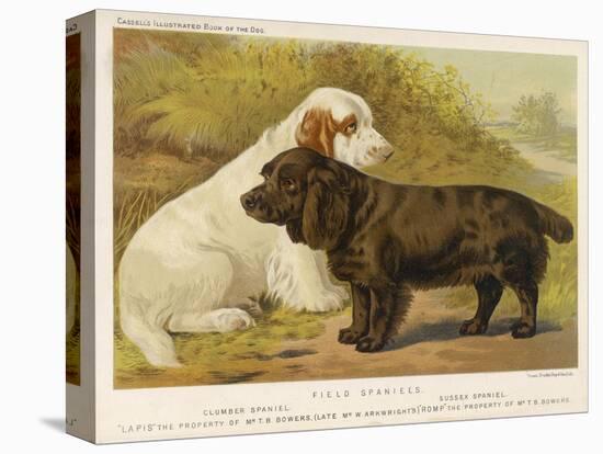 Clumber Spaniel and a Sussex Spaniel-null-Premier Image Canvas