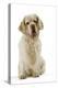 Clumber Spaniel Sitting Down-null-Premier Image Canvas