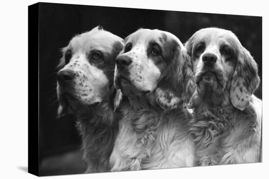 Clumber Spaniels-Thomas Fall-Premier Image Canvas