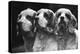 Clumber Spaniels-Thomas Fall-Premier Image Canvas