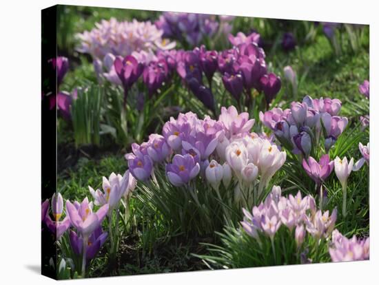 Clumps of Mauve Crocus Flowers in Spring-Michael Busselle-Premier Image Canvas