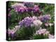 Clumps of Mauve Crocus Flowers in Spring-Michael Busselle-Premier Image Canvas