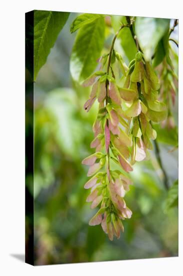 Cluster Flowers Vertical-Sheila Haddad-Premier Image Canvas