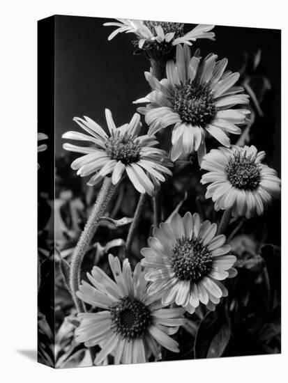 Cluster of Daisies-Bettmann-Premier Image Canvas