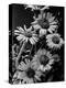 Cluster of Daisies-Bettmann-Premier Image Canvas