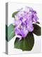 Cluster of Purple Hydrangea Flowers-Michelle Garrett-Premier Image Canvas