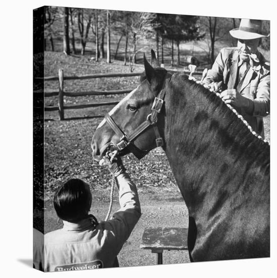 Clydesdale Horse, Used for Brewery Promotion Purposes, on the Anheuser-Busch Breeding Farm-Margaret Bourke-White-Premier Image Canvas