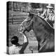 Clydesdale Horse, Used for Brewery Promotion Purposes, on the Anheuser-Busch Breeding Farm-Margaret Bourke-White-Premier Image Canvas