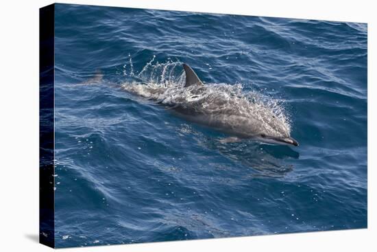 Clymene Dolphin (Stenella Clymene) Breaking the Surface-Mick Baines-Premier Image Canvas