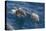 Clymene Dolphin (Stenella Clymene), Senegal, West Africa, Africa-Mick Baines-Premier Image Canvas