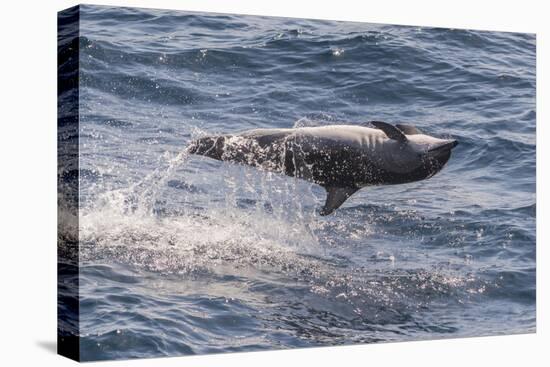 Clymene Dolphin (Stenella Clymene) Spinning, Caught Belly Uppermost, Senegal, West Africa, Africa-Mick Baines-Premier Image Canvas