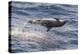 Clymene Dolphin (Stenella Clymene) Spinning, Caught Belly Uppermost, Senegal, West Africa, Africa-Mick Baines-Premier Image Canvas