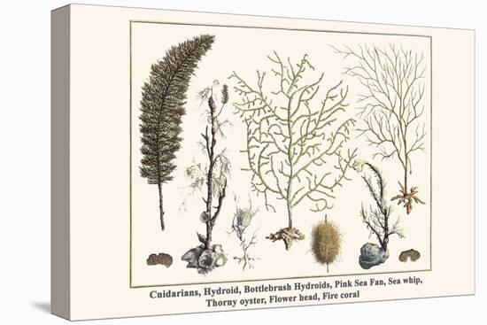 Cnidarians, Hydroid, Bottlebrush Hydroids, Pink Sea Fan, Sea Whip, Thorny Oyster, Flower Head, etc.-Albertus Seba-Stretched Canvas