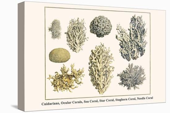 Cnidarians, Ocular Corals, Sea Coral, Star Coral, Staghorn Coral, Needle Coral-Albertus Seba-Stretched Canvas