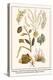 Cnidarians, White Weed, Hydroid, Sea Plant, Sea Laces, Moss Animal, etc.-Albertus Seba-Stretched Canvas