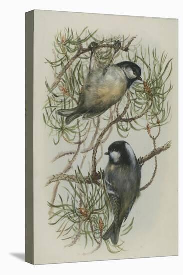 Coal Tit, Illustration from 'A History of British Birds' by William Yarrell, c.1905-10-Edward Adrian Wilson-Premier Image Canvas