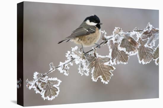 Coal Tit (Periparus Ater) Adult Perched in Winter, Scotland, UK, December-Mark Hamblin-Premier Image Canvas