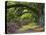 Coast Live Oaks and Azaleas Blossom, Magnolia Plantation, Charleston, South Carolina, USA-Adam Jones-Premier Image Canvas