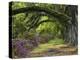 Coast Live Oaks and Azaleas Blossom, Magnolia Plantation, Charleston, South Carolina, USA-Adam Jones-Premier Image Canvas