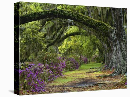 Coast Live Oaks and Azaleas Blossom, Magnolia Plantation, Charleston, South Carolina, Usa-Adam Jones-Premier Image Canvas