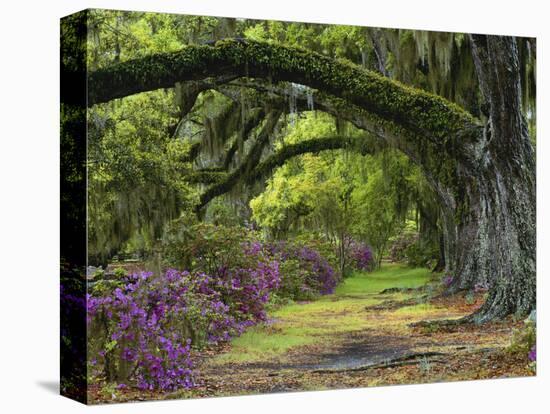 Coast Live Oaks and Azaleas Blossom, Magnolia Plantation, Charleston, South Carolina, USA-Adam Jones-Premier Image Canvas