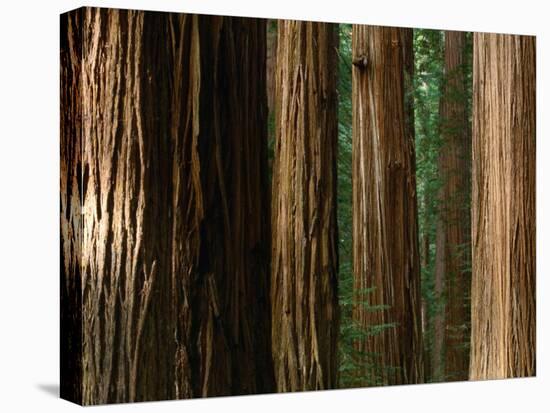 Coast Redwood Trees, Humboldt Redwoods State Park, USA-Nicholas Pavloff-Premier Image Canvas