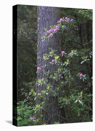 Coast Redwood trunk and Pacific Rhododendron, Redwood NP, California-Tim Fitzharris-Stretched Canvas