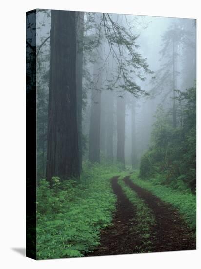 Coast Trail, Old Highway 101 with Coast Redwoods, Del Norte Coast State Park, California, USA-Jamie & Judy Wild-Premier Image Canvas